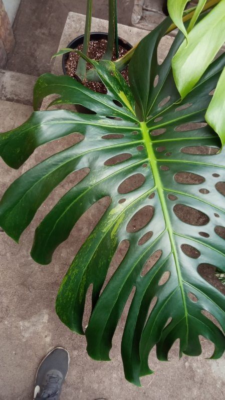 Monstera Green on Green