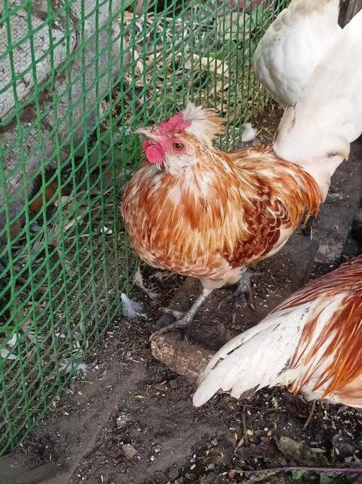 Карликовые куры Бентамки . Півень Петух Курка Курица