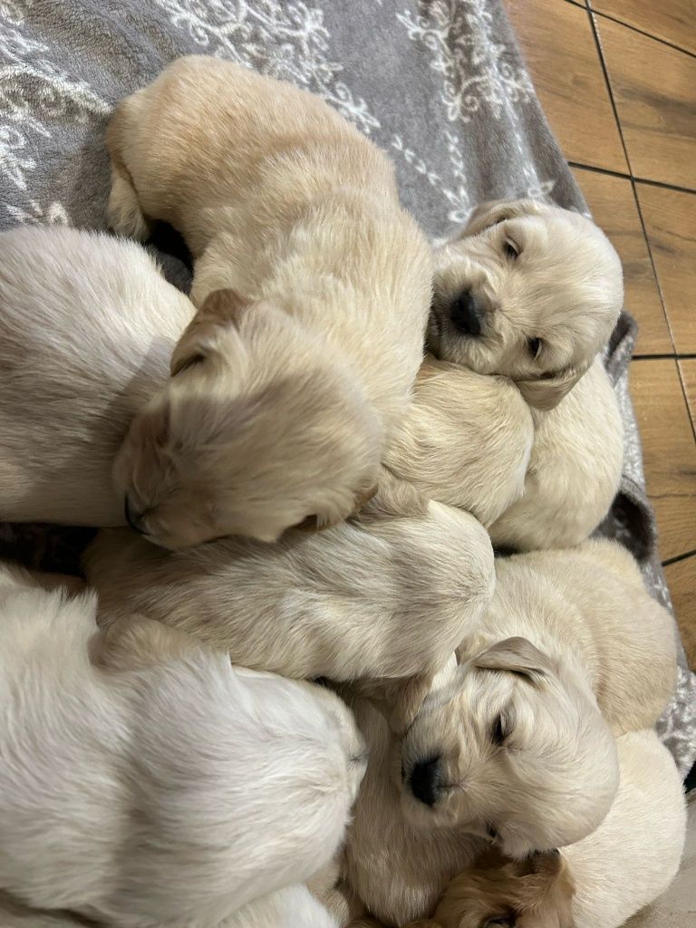 Golden retriever szczeniaki piesek