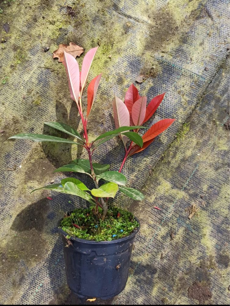 Photinias com 30 cm