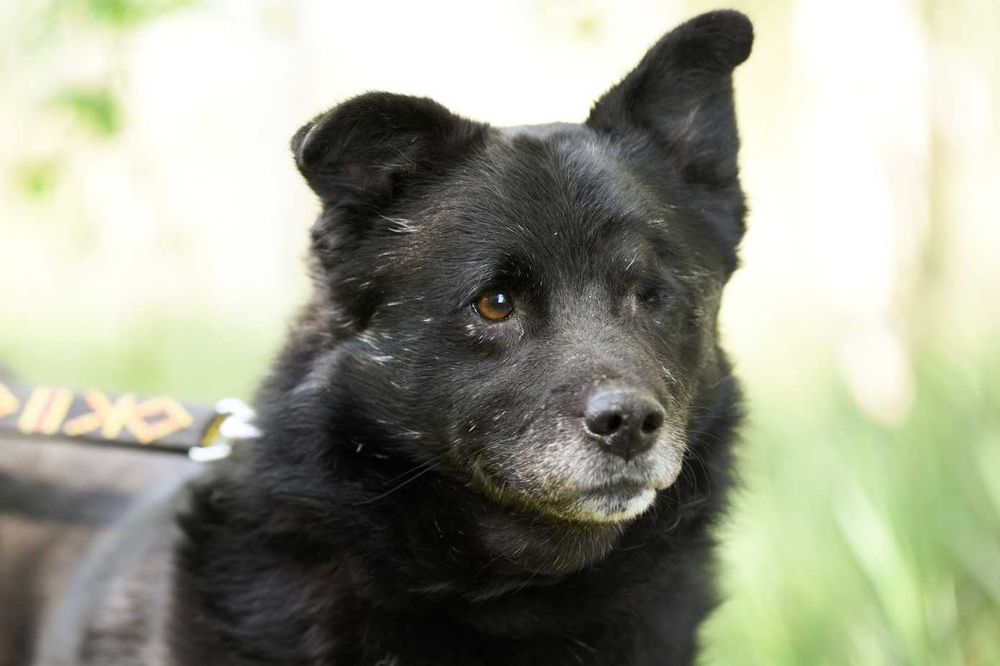 SPARTUS - patrzy tylko jednym oczkiem ale pokocha całym sercem