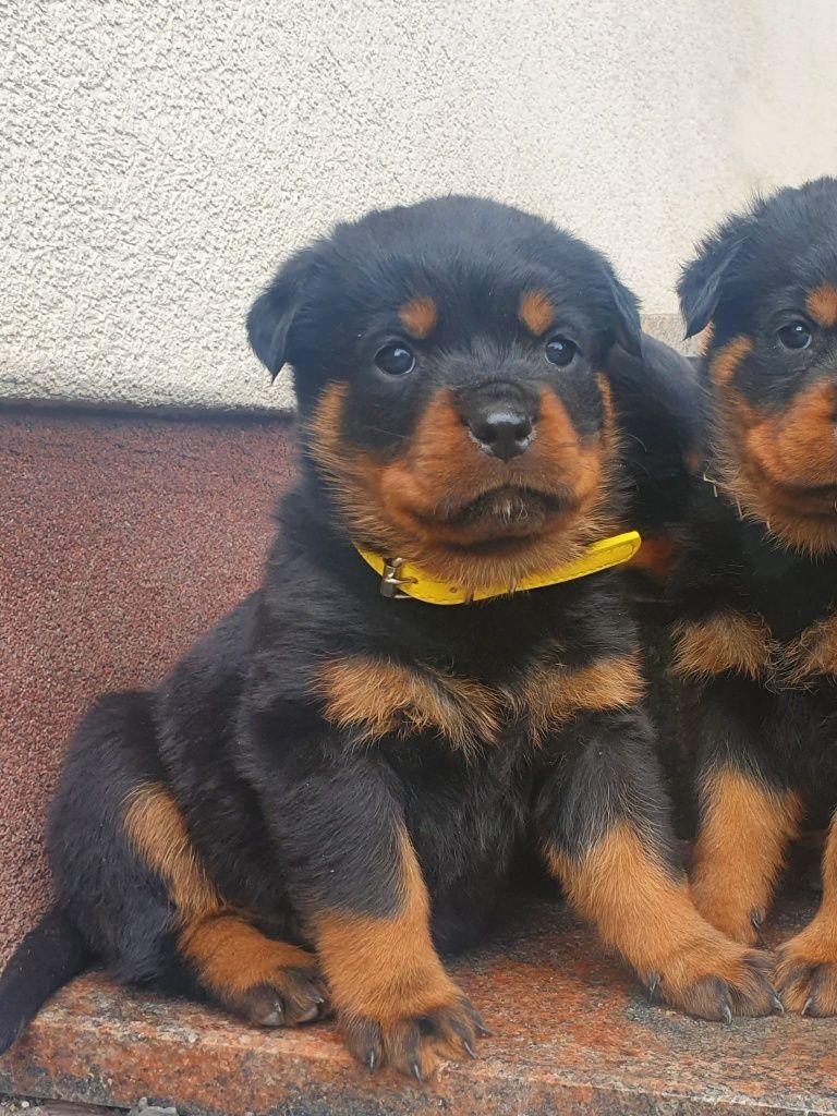 Rottweiler szczeniak ZKwP