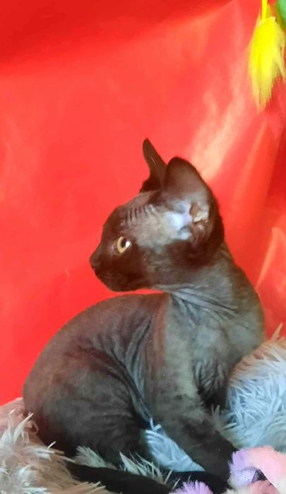 Kocurek Devon Rex