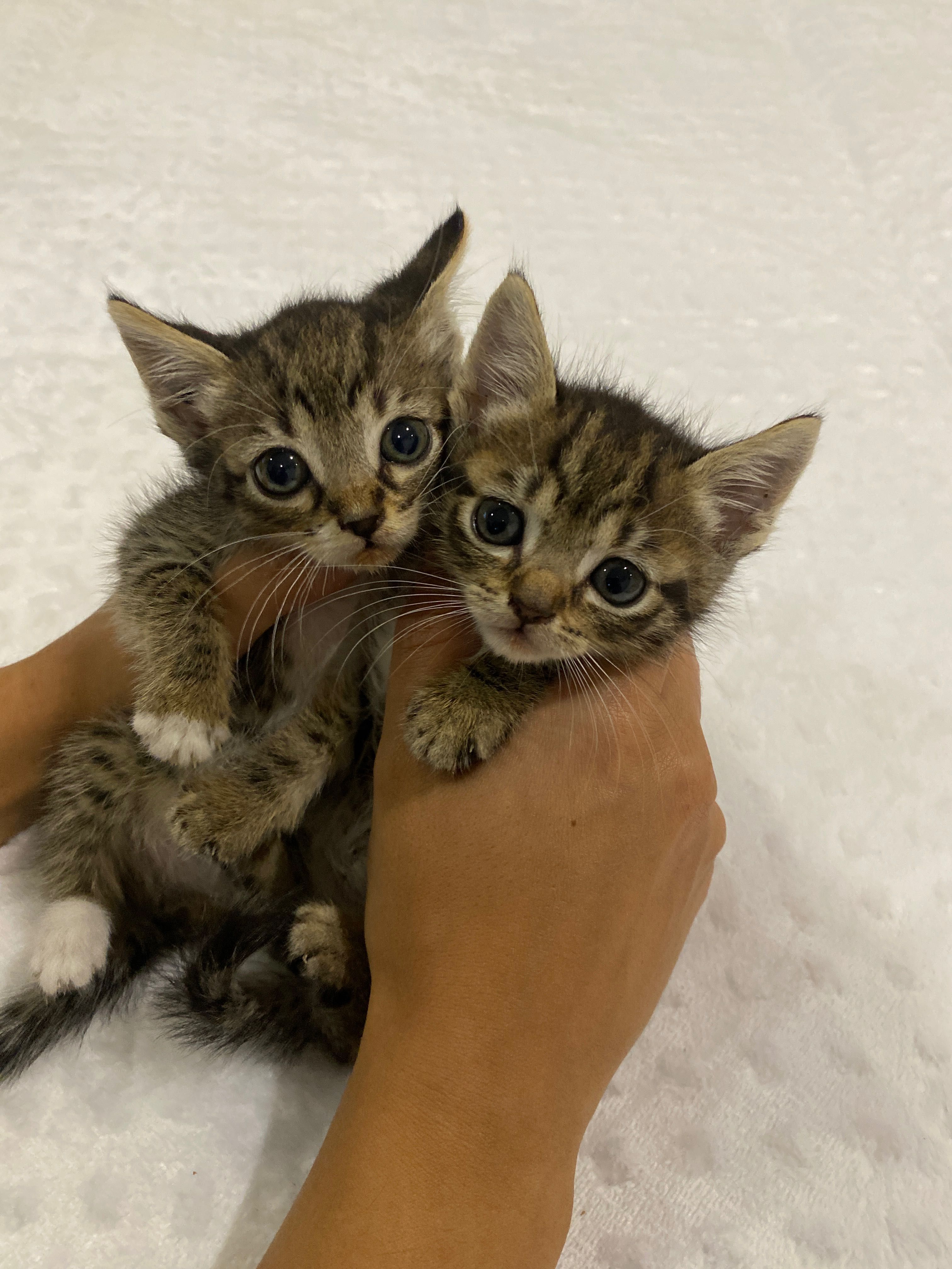 Duas gatinhas bebés para adoção