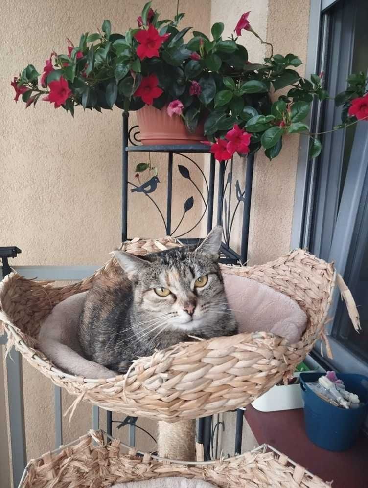 Roczna,delikatnej budowy,wrazliwa,tulaśna bura pręgowana kotka.ADOPCJA