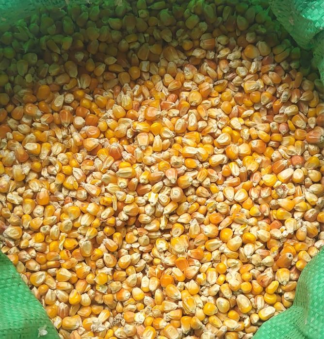 Kukurydza sucha workowana big bag luz suszona gazem