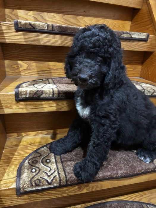 Szczeniak Australian Labradoodle