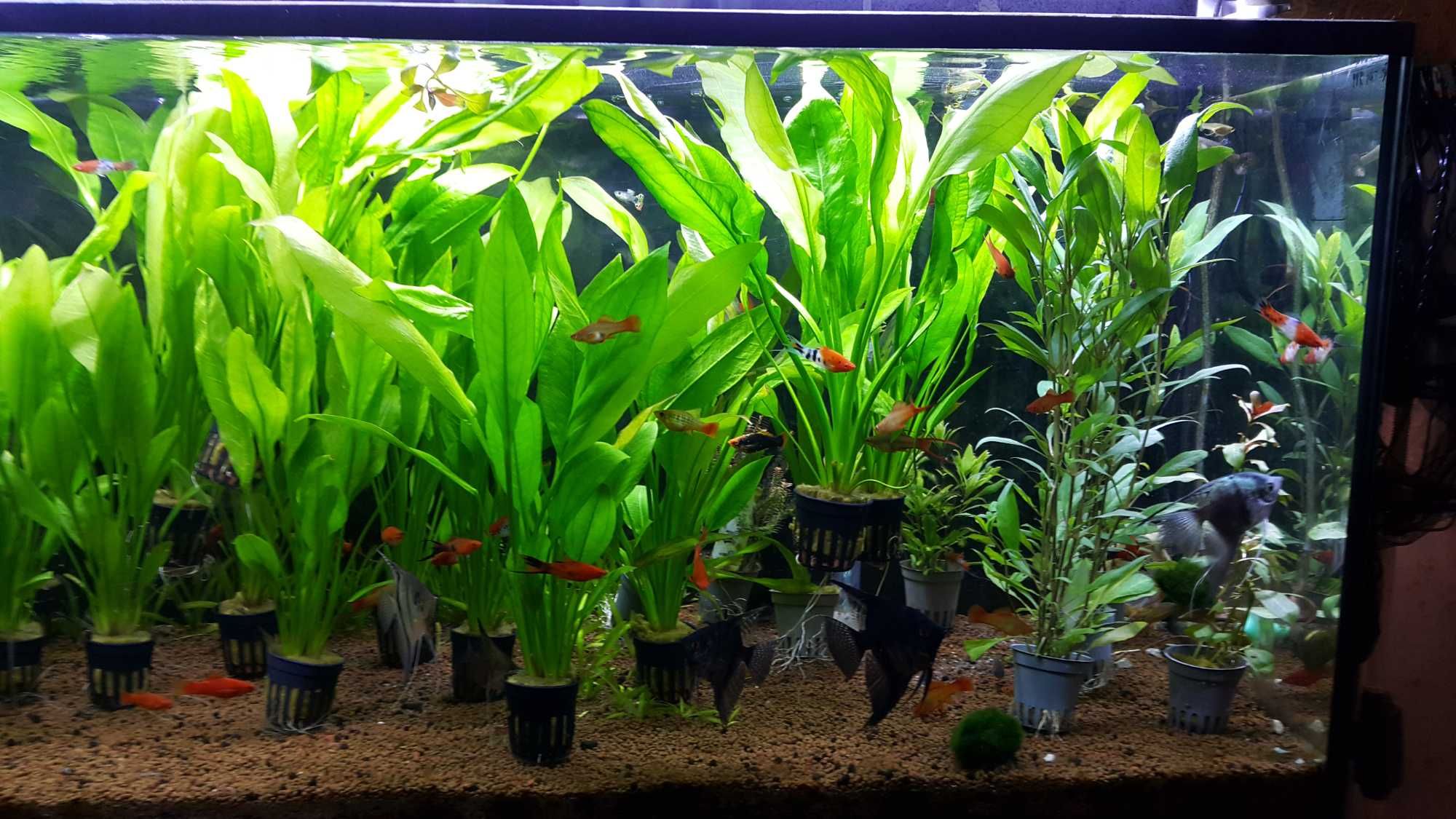 Echinodorus Amazonicus/Rośliny akwariowe w koszyczkach