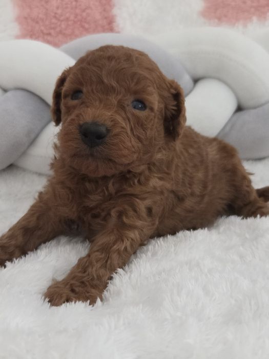 Pudel miniaturowy RED PIESEK