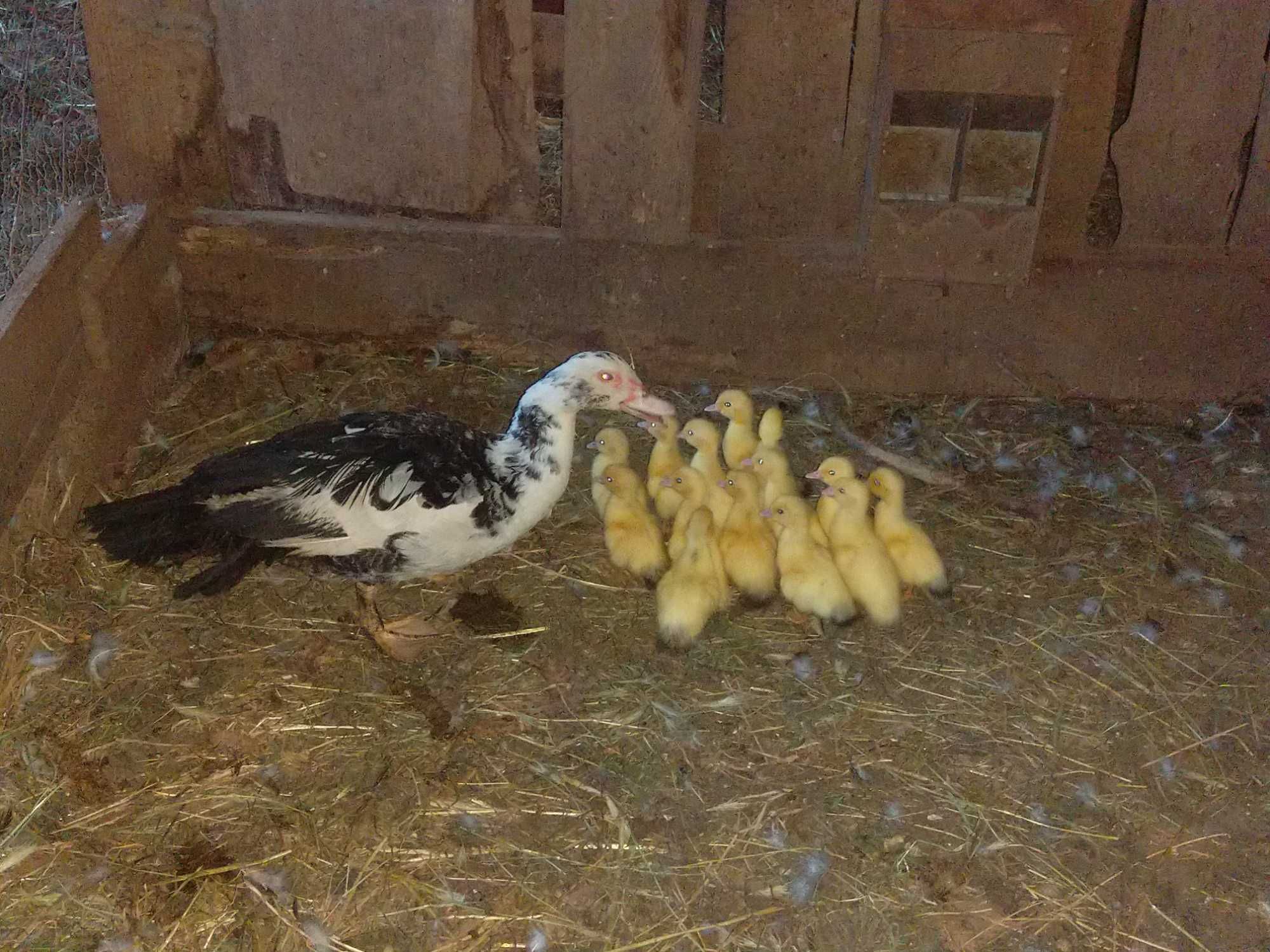 Patos mudos adultos e bebés