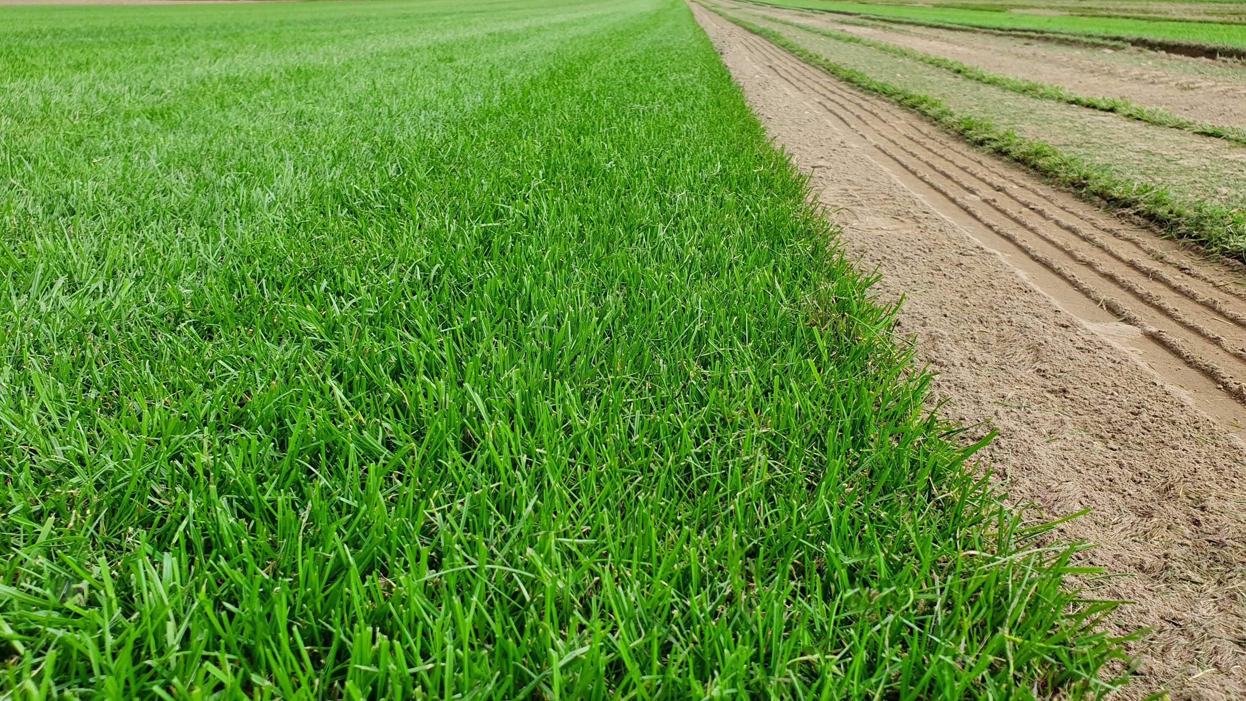 Trawniki z rolki Green Grass/ Trawa plantacja/Producent