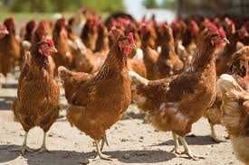 Kury Nioski z wolnego wybiegu wszystkie rasy ! Kurki zdrowe 100 % !