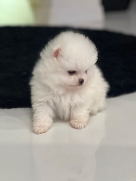 Szczeniaki szpic miniaturowy