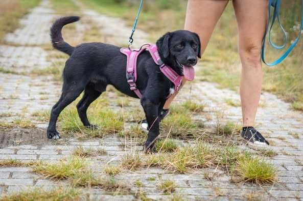 Łagodny w typie labradora Łapka szuka domku