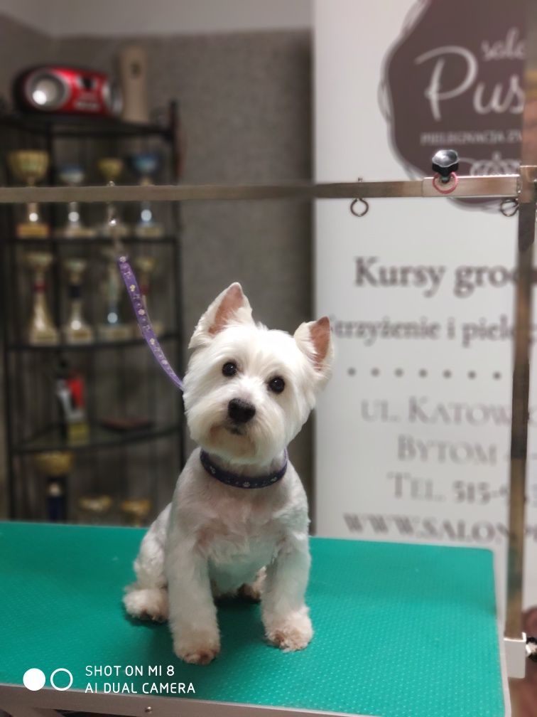 Kurs strzyżenia psów, Kurs Grooming, psi fryzjer Bytom