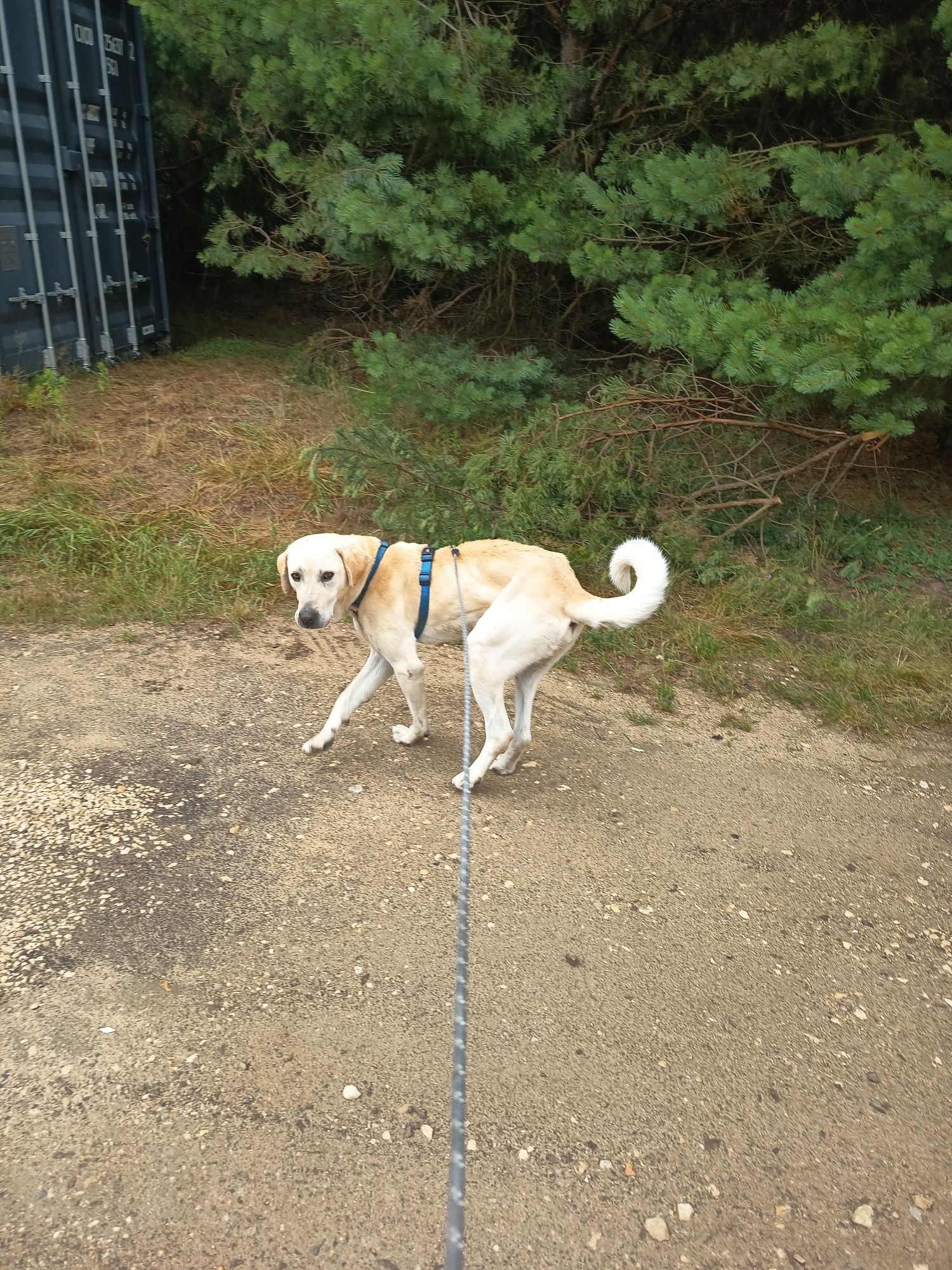 Labrador, 2 letni, przyjazny adopcja za darmo oddam