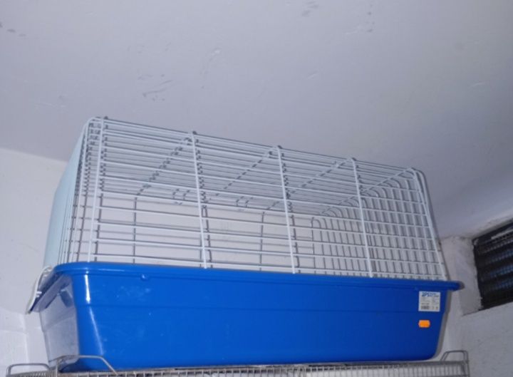 Gaiola de animais