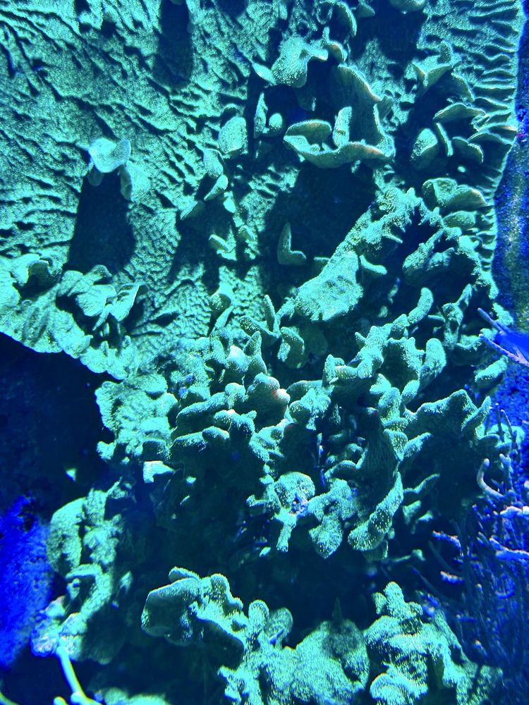 Pavona Cactus zielona fluo