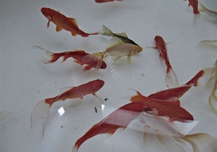 Прудовые рыбки КОМЕТЫ разного окраса 5 -8  см перезимовавшие