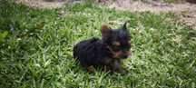 yorkshire terrier hiper Mini disponível para entrega imediata