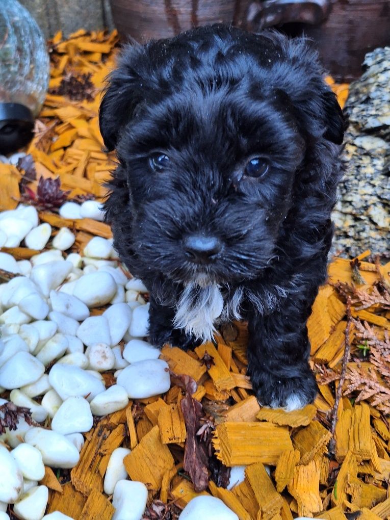 Maltipoo czarne  z dokumentami