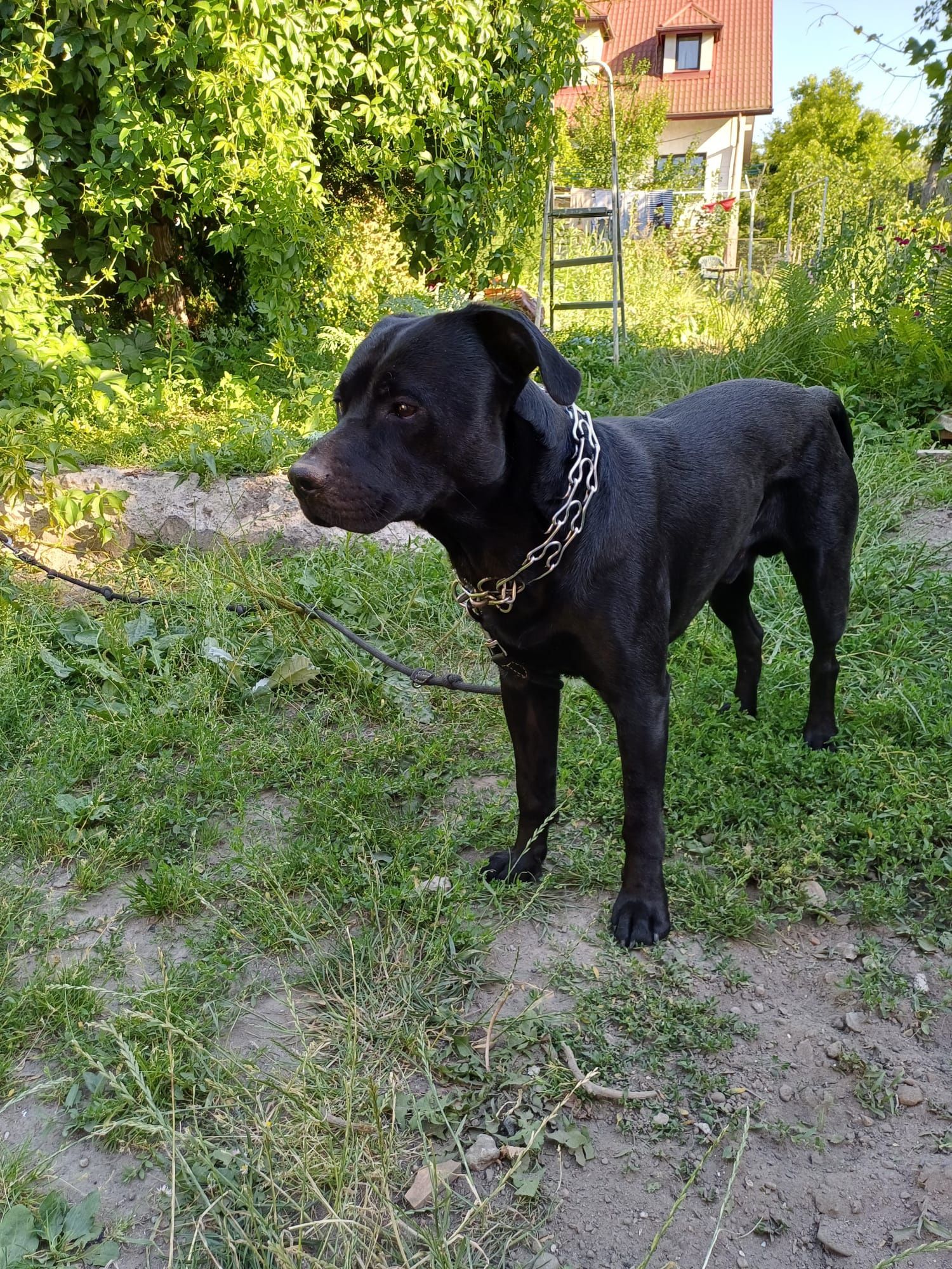 Mieszaniec labradora