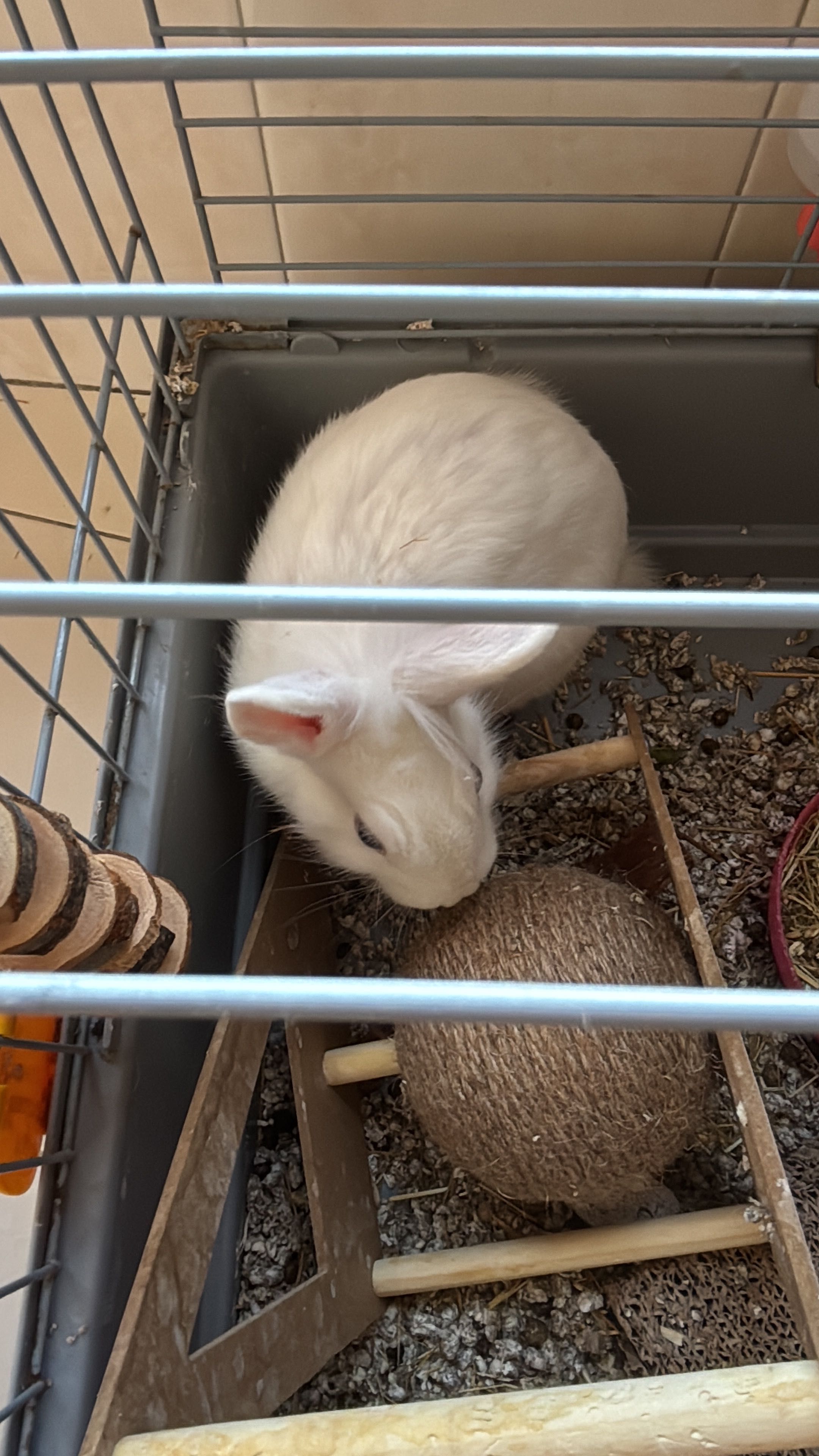 Coelho anão 4 meses