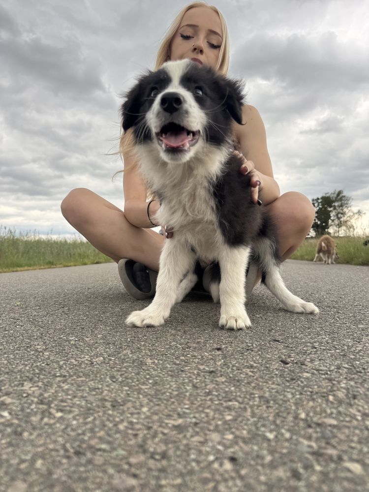 Border colle czekoladowo bialy