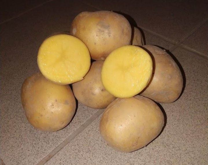 Ziemniaki  wineta GALA 2zl kg