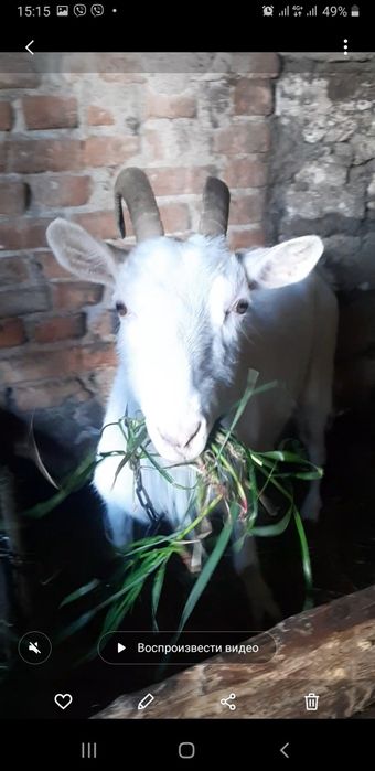 Коза дійна, молоко добре, привезу