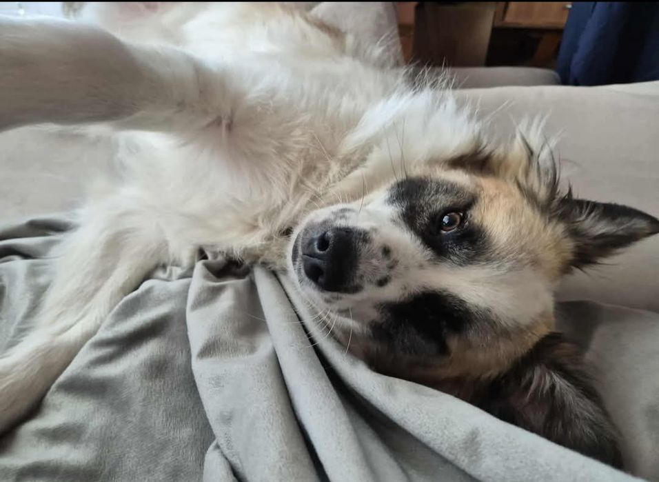 Oddam pieska kundelek