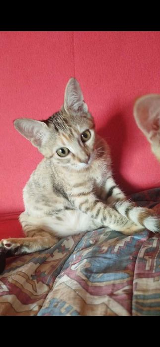 Gatinhos para familias