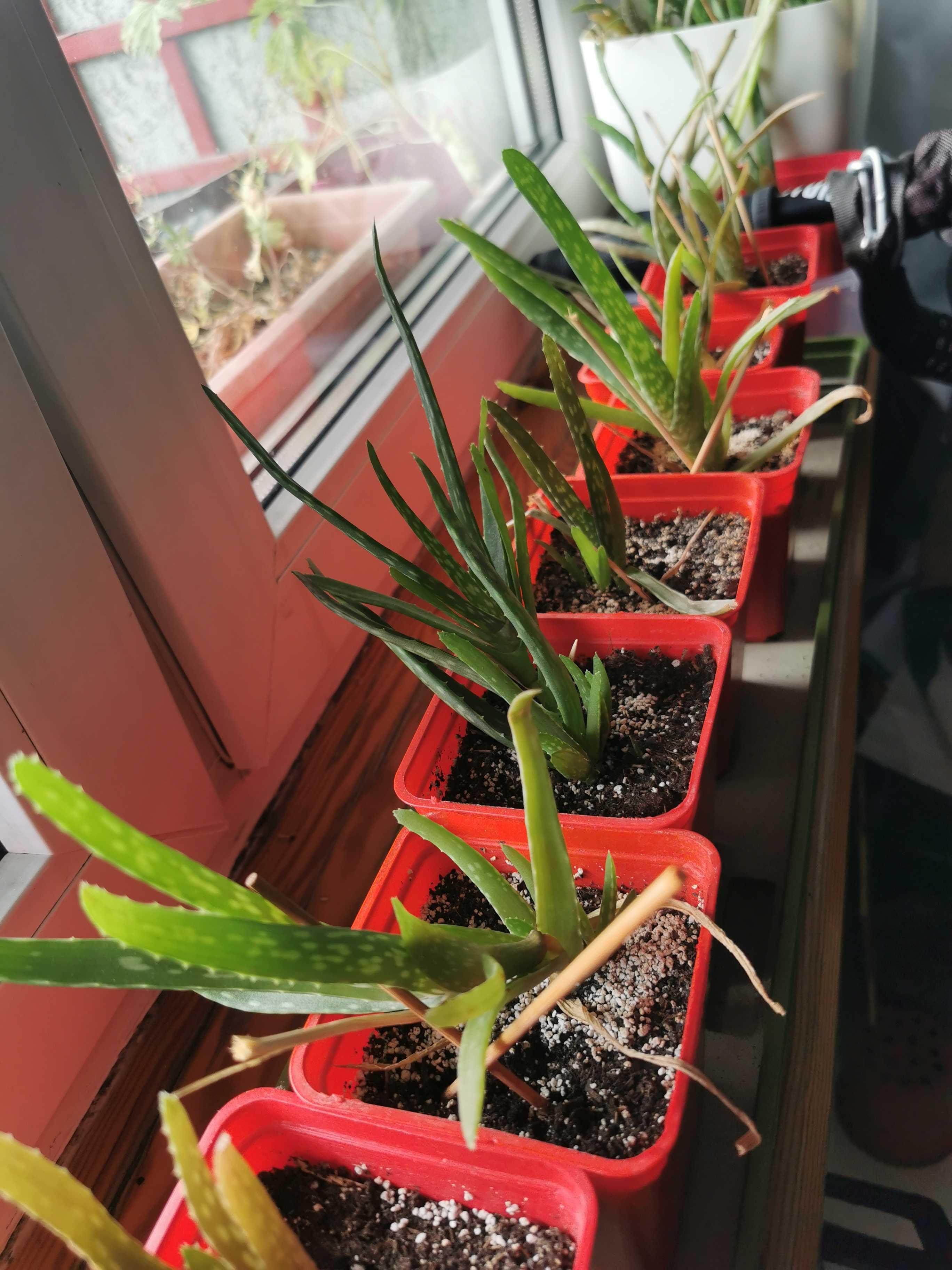 Aloes, Aloe Vera, Aloes zwyczajny, leczniczy kaktus