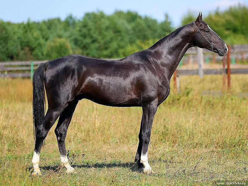 Sprzedam ogiera achałtekińskiego