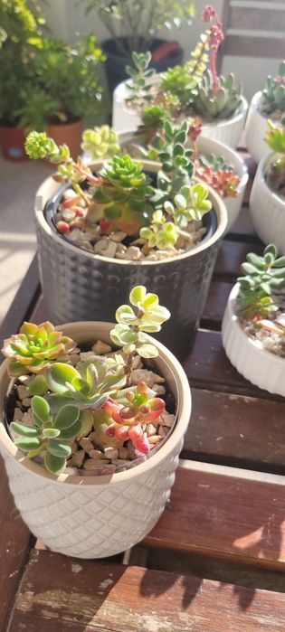 Arranjo vaso suculentas pequeno