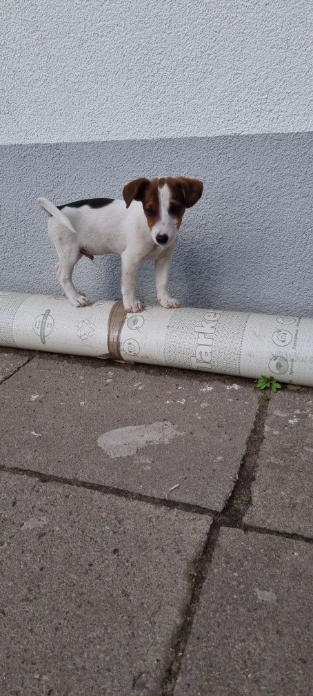 Piesek Jack Russell tricolor