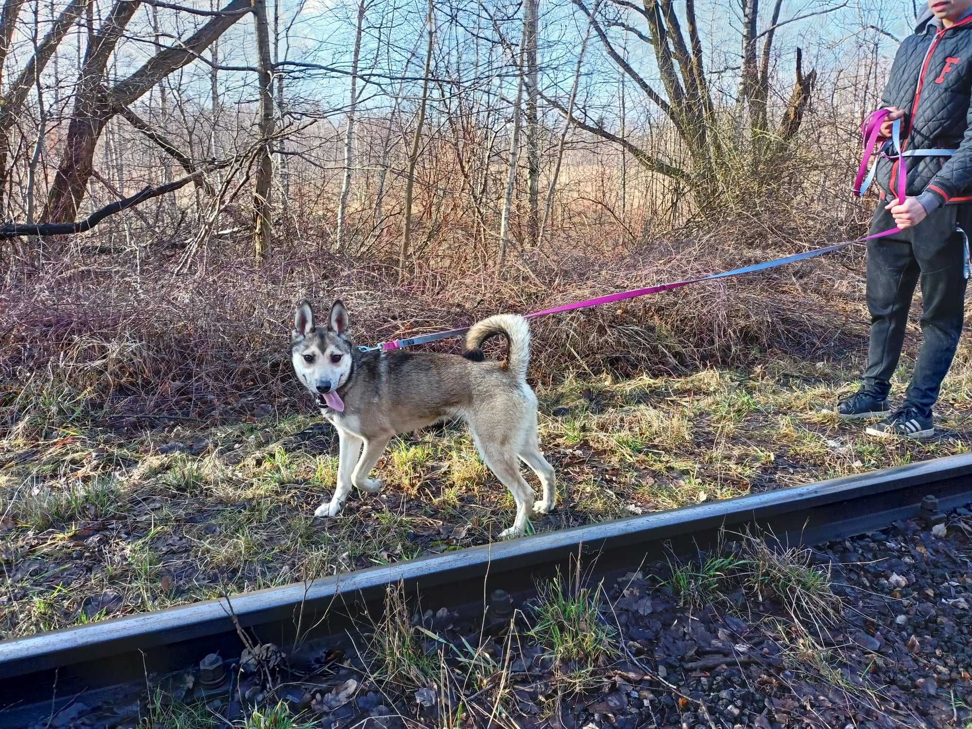 Kaszmir młody pies w typie rasy siberian husky - schronisko