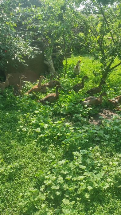 Індійський бігунок дорослі качки пара