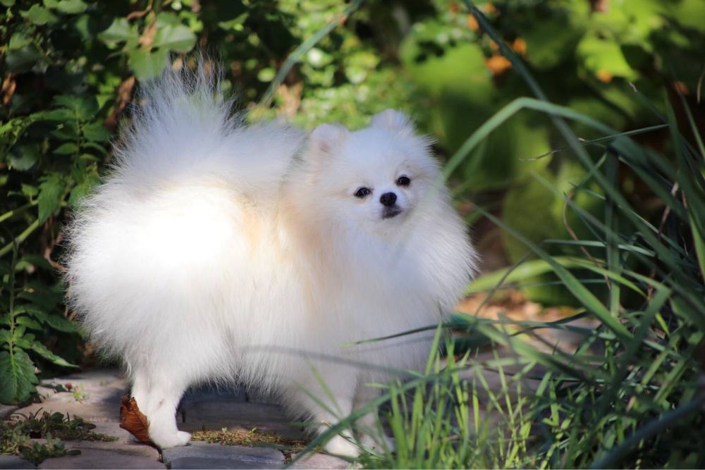 Терміново Хлопчик шпіц 6 міс