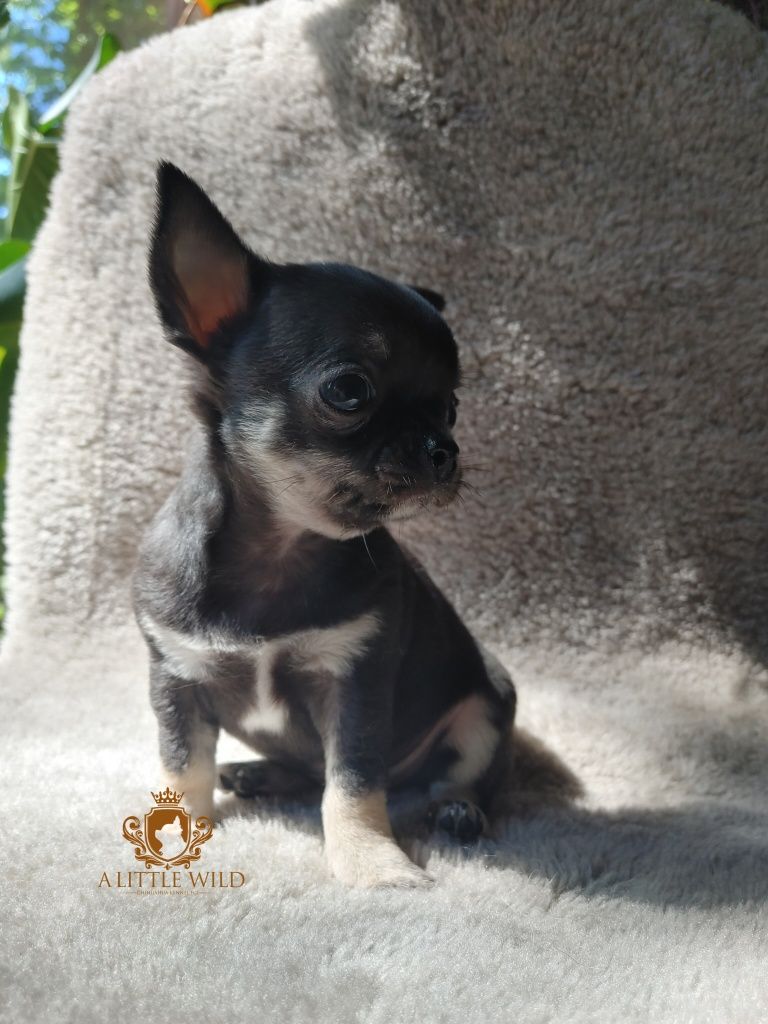Chłopiec krótkowłosy chihuahua ZKwP *rezerwacja*