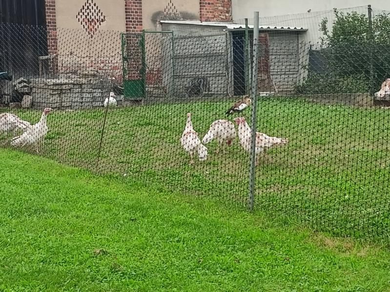 Sprzedam indyki  i gęśi nilowe