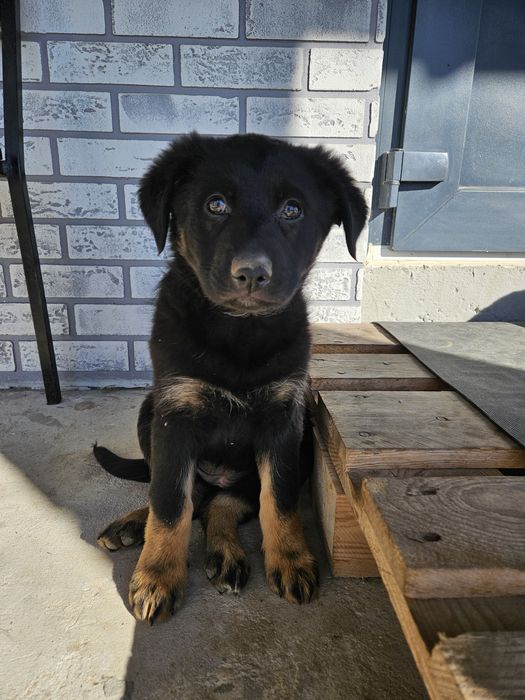 Не чистокровна вівчарка.