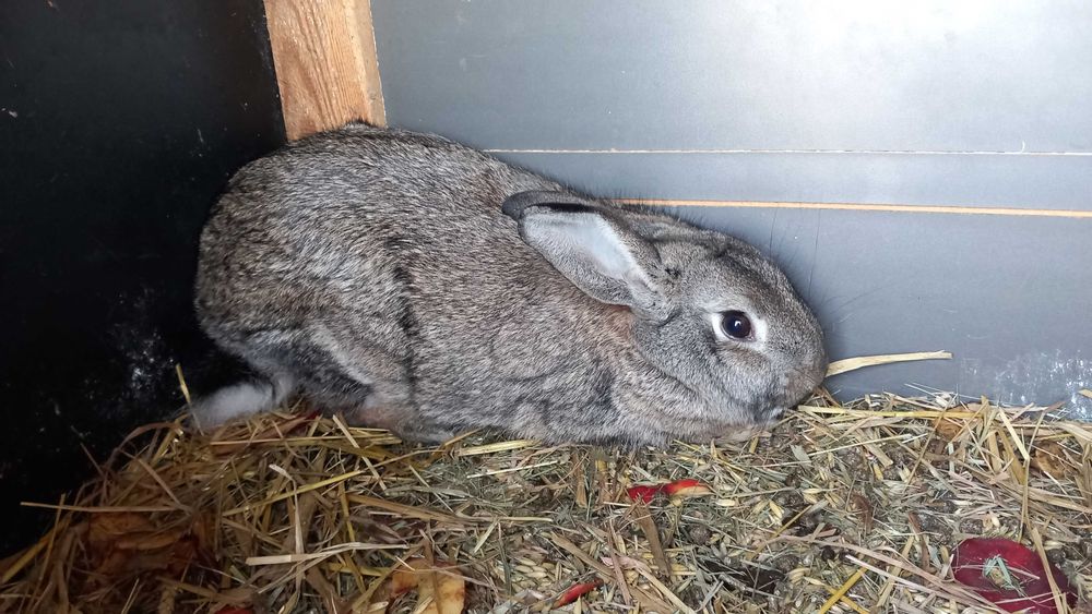 Króliki Wiedeńskie