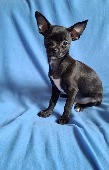 Śliczny piesek Chihuahua