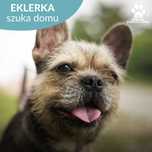 Eklerka w typie Buldoga Francuskiego szuka domu