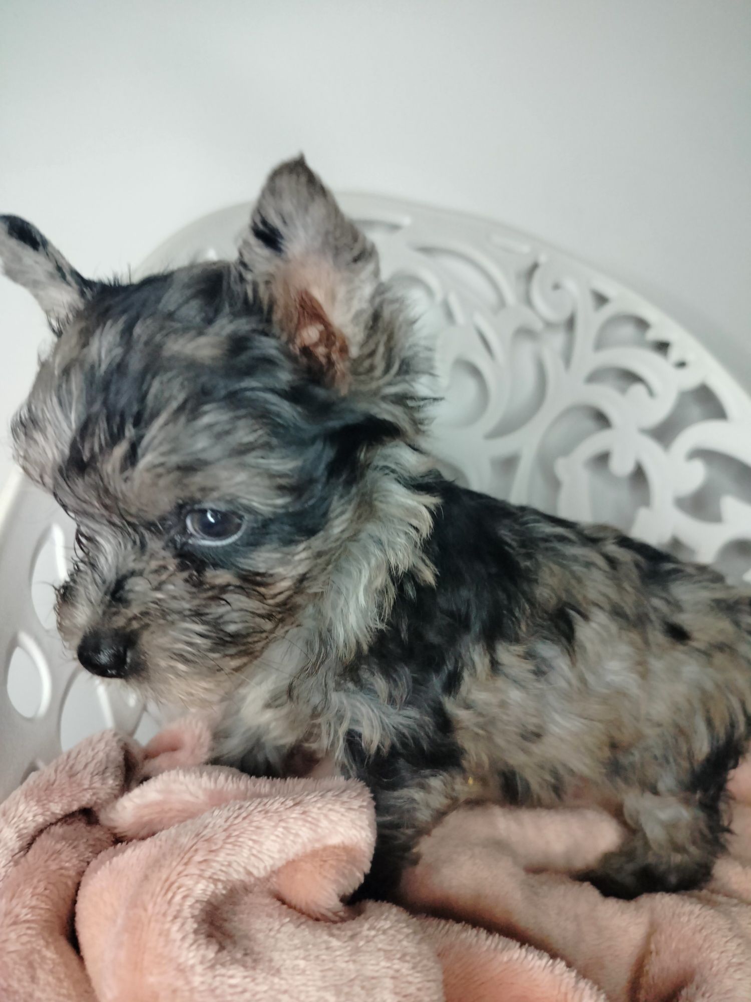 ZAREZERWOWANA. Yorkshire Terrier, Blumerle, suczka