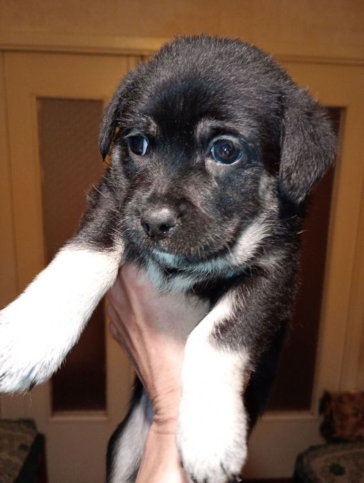 Шукають люблячих хозяїв