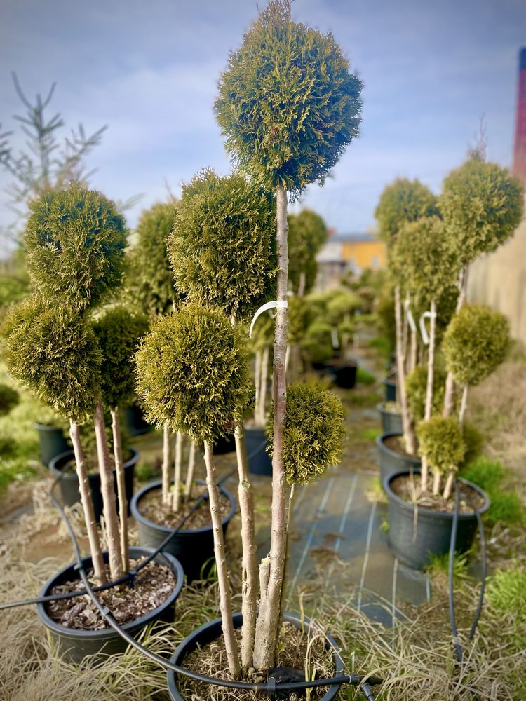 Bonsai Rosliny Formowane