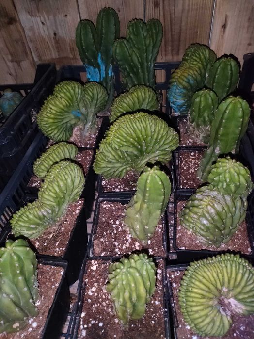 catosanpedro.cristata