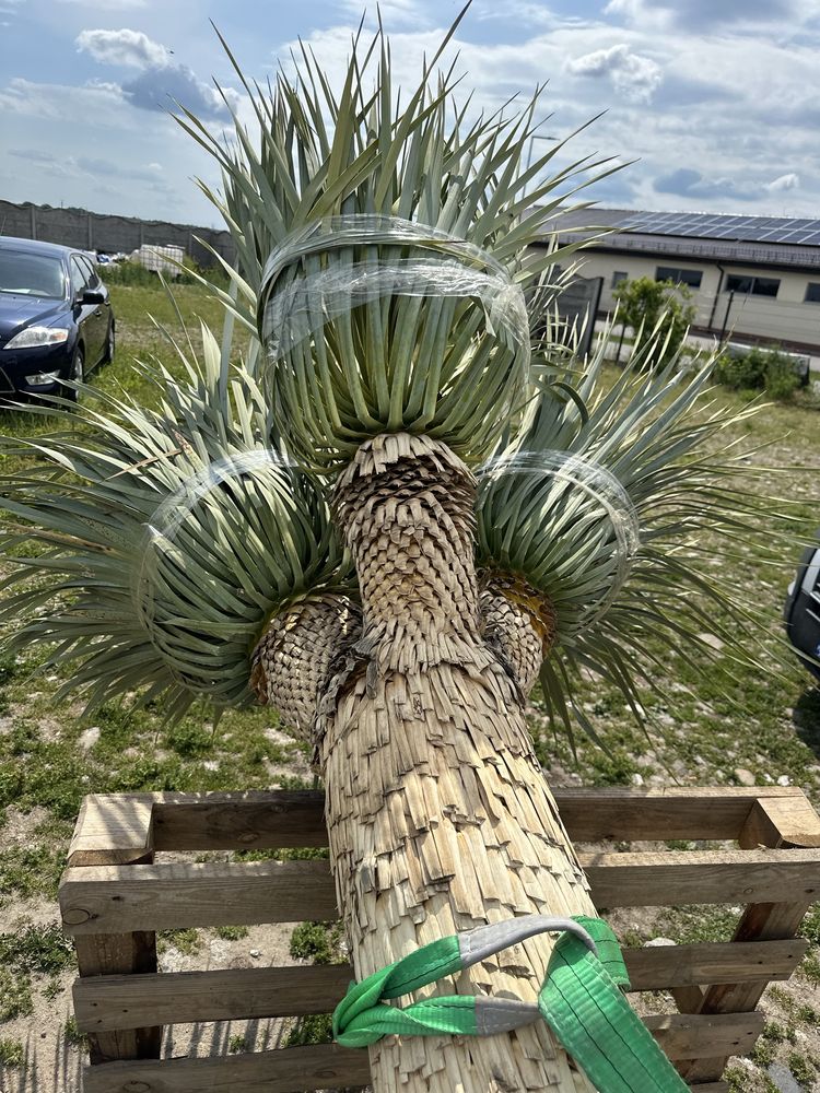 Yucca Roztrata Juka Roztrata MultiHead Okazja